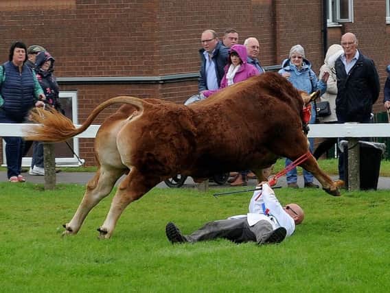 The bull raging during the Great Yorkshire Show incident