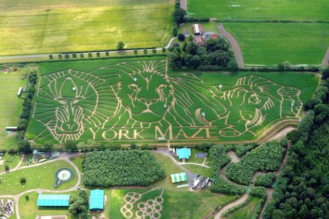 The Lion King themed Maize Maze at the York Maze at Elvington near York. Picture by Tony Johnson.