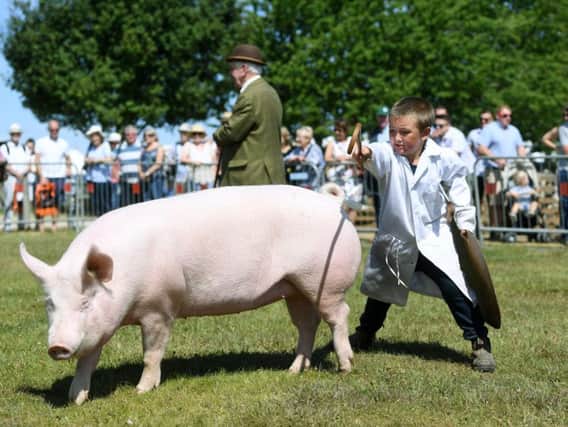 The pig classes at the 144th Driffield Show have been cancelled. Picture by Jonathan Gawthorpe.