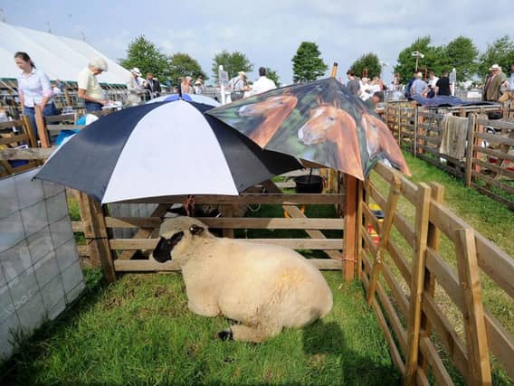 Umbrellas lend shade to sheep in the heat at Driffield Show. Picture by Simon Hulme.
