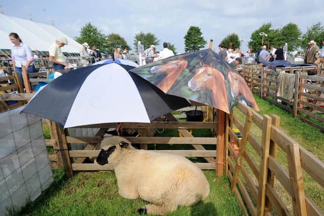 Umbrellas lend shade to sheep in the heat at Driffield Show. Picture by Simon Hulme.