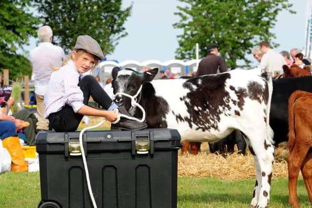 Jessie Barker, aged eight, from Kirkbymoorside with Libby, a Belgian Blue Cross Calf at Driffield Show. Picture by Simon Hulme.