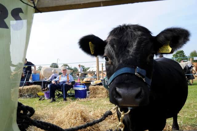 More than 250 cattle were exhibited at Driffield Show in its 144th year. Picture by Simon Hulme.
