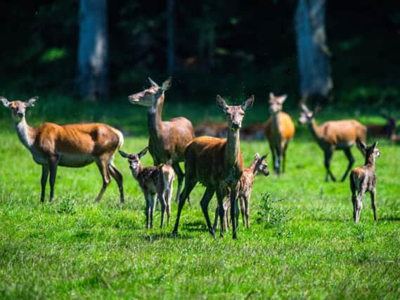 Deer at Harewood estate. Picture by James Hardisty.