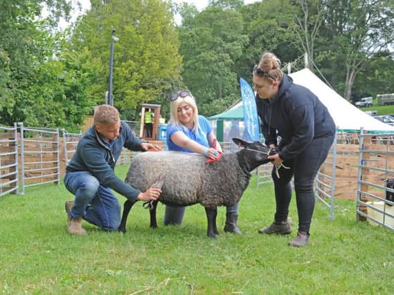 Josh Martin, Britt Whitworth and Paige Ives from Leeds prepare their Blue Texel sheep for judging at the 137th Bingley Show in Myrtle Park. Picture by Tony Johnson.