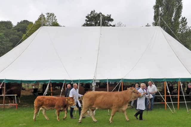 Cattle being judged in the ring at the 137th Bingley Show at Myrtle Park. Picture by Tony Johnson.