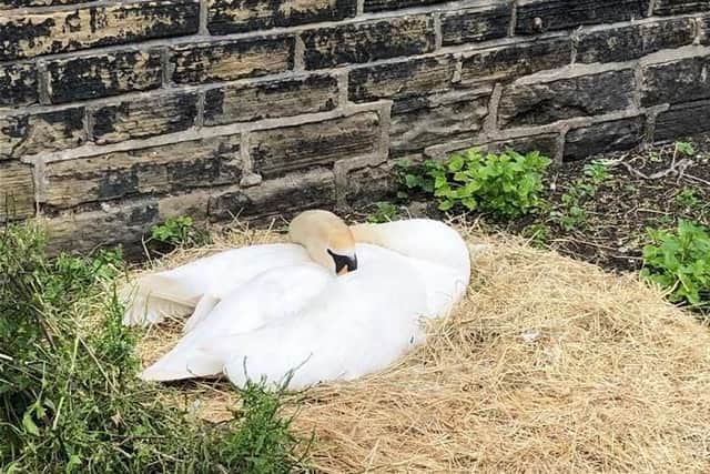The swan eggs were stamped on. Photo: Yorkshire Swan & Wildlife Rescue Hospital