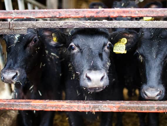 Moober, a new Uber-style haulage service, has been launched for farmers and their livestock. Picture by SellMyLivestock.