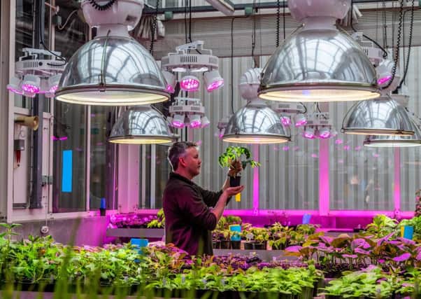Danny Skelton, plant propagator for Fera Science Ltd at NAFIC, in one of their glasshouses with new pink LED plant growth lighting that will cut carbon emissions by almost half.