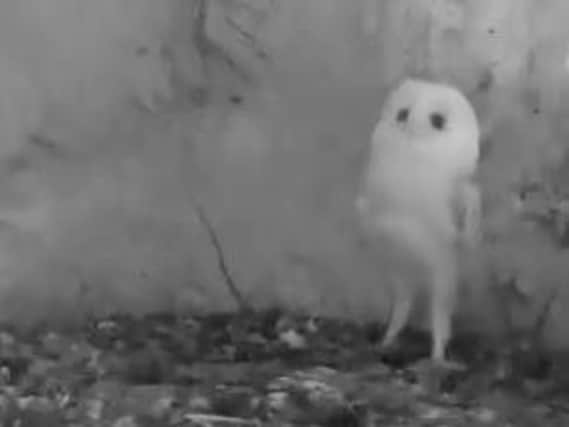 The beautiful baby owl was terrified by the thunderstorm