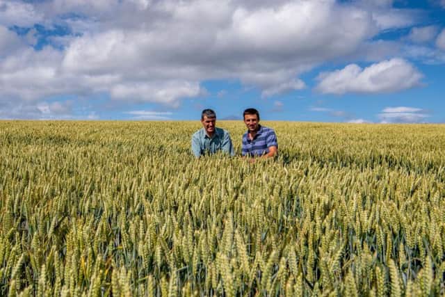 Farmers Frederick Fairburn, of Harriet Air Farm, Rievaulx, North Yorkshire, is president of Ryedale Show and his son Richard is chairman of Ryedale Show, pictured checking one of their fields of wheat. Picture by James Hardisty.