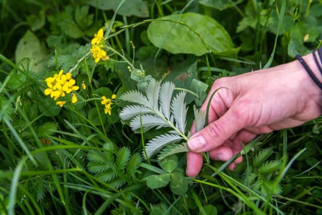 Date:6th June 2019.
Picture James Hardisty.
Di Wood, who runs Wild Harvest School of Self-Reliance near East Cottingwith in East Yorkshire. Pictured Silverweed.