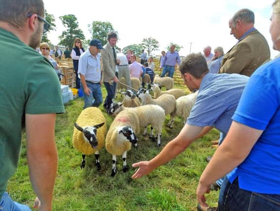 Judging in the mule sheep classes at last year's Ryedale Show. Picture by Tony Johnson.
