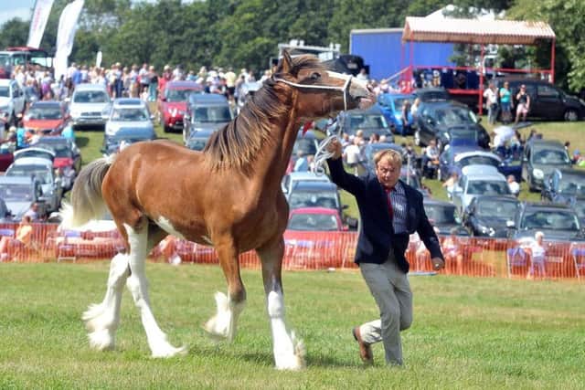 Paul Bedford with his Supreme Champion Clydesdale at last year's Ryedale Show. Picture by Tony Johnson.