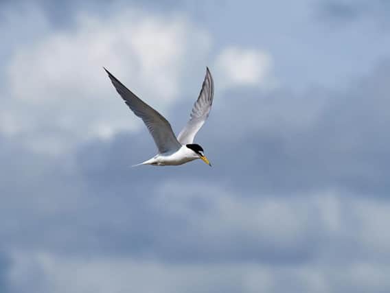 The little tern is Britains rarest breeding seabird. Picture: Adobe Stock.
