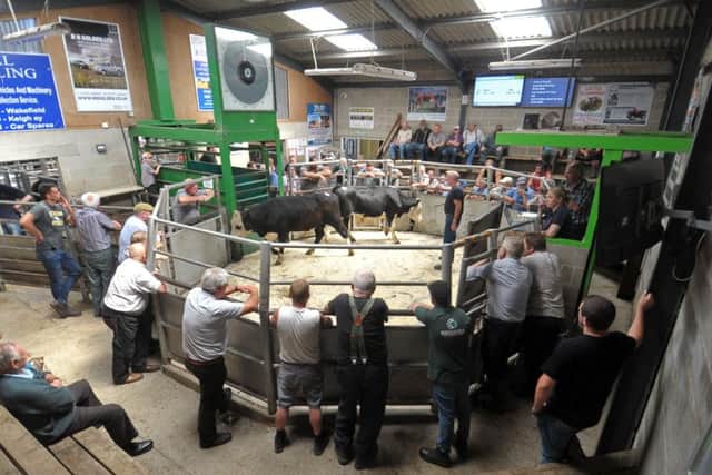 Summer show and sale of livestock,  sheep and cattle at Holmfirth Attested Auction Mart.