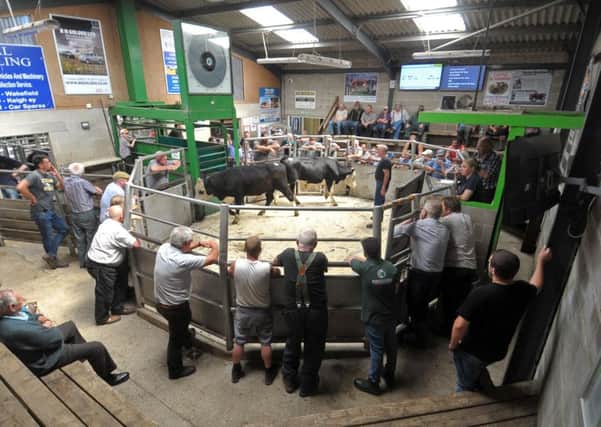 Summer show and sale of livestock,  sheep and cattle at Holmfirth Attested Auction Mart.