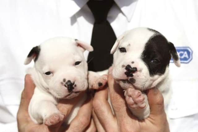 Reports of puppy farms are increasing, the RSPCA says