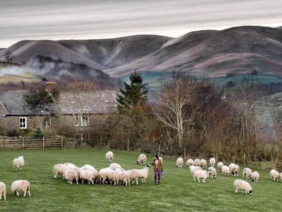 Alison O'Neill has 150 ewes