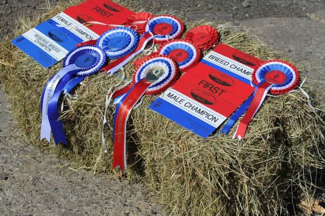 Some souvenirs from a successful 2019 Great Yorkshire Show for Clive Mitchell. Picture by Tony Johnson.