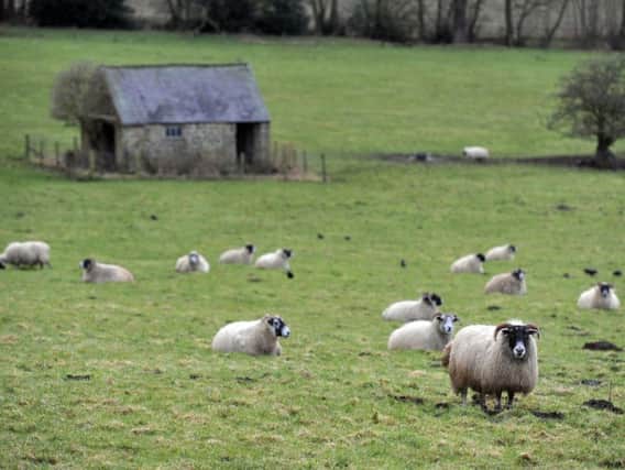 Organised criminals have been targeting livestock on Yorkshire farms. Picture: Tony Johnson/Yorkshire Post