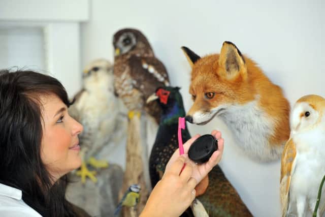NLYW Taxidermist .      Taxidermist  Emeilie Woodford from York tuching up the nose of a fox with shoe polish