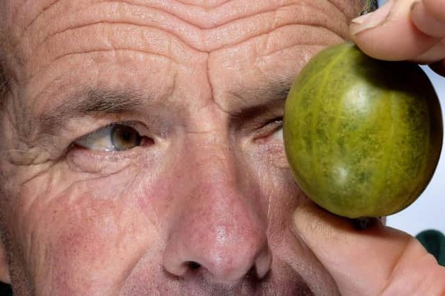It was a race against time for Graeme Watson to make sure the gooseberry arrived at theofficial weigh-in in one piece Picture: Richard Ponter