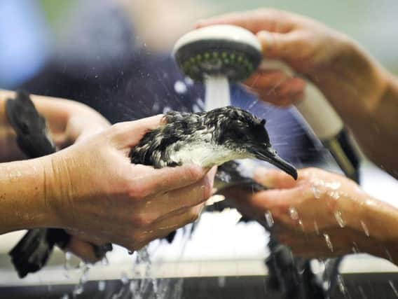 A Manx Shearwater sea bird is rinsed with a shower head after a wash at the RSPCA centre in Taunton in 2011 after hundreds of the birds were rescued as they were blown off course and onto the Pembrokeshire coast, instead of making their migratory journey from Skomer and Skokholm to South America. Picture: Ben Birchall/PA Wire