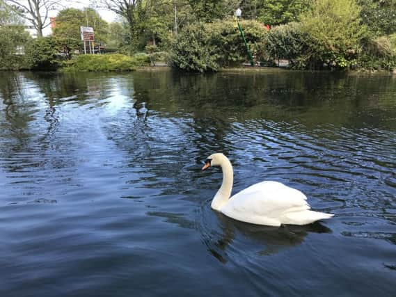 A swan in Peasholm Park, Scarborough. Picture: Steve Bambridge