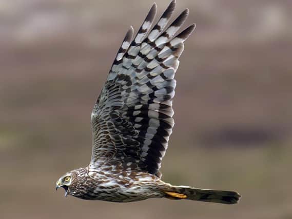 A female hen harrier in flight.
Photograph: North Yorkshire Police