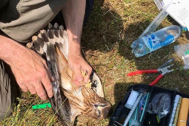 A young hen harrier being tagged, as dozens of hen harrier chicks have been successfully reared in England this year in what has been a "record" breeding season.
Photograph: Natural England/PA Wire