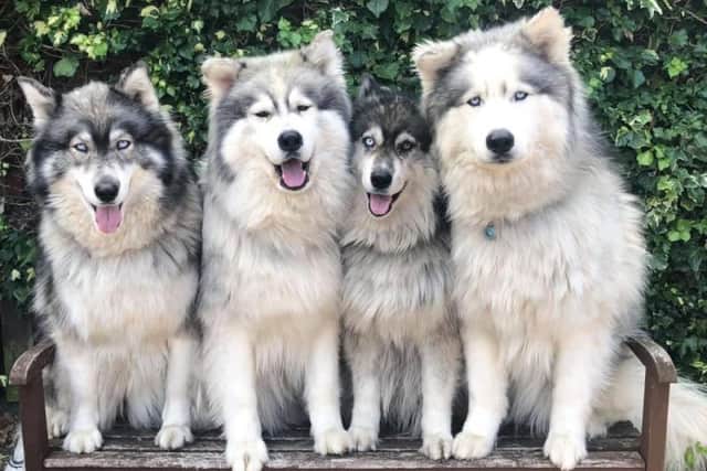 Therapy Huskies is made up of four dogs, who support people with a whole range of needs. Photo by Adrian Ashworth.