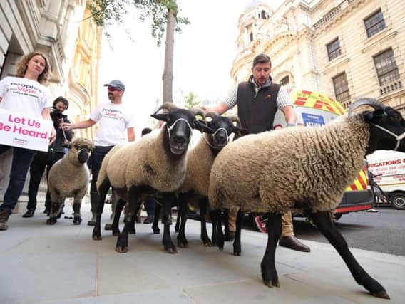 A flock of sheep are herded past government buildings in Whitehall, London, by Farmers for a People's Vote. PRESS ASSOCIATION Photo. Picture date: Thursday August 15, 2019.