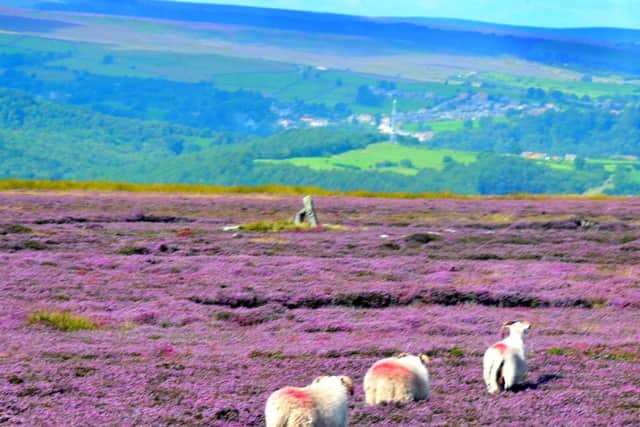 The North York Moors is one of the most beautiful parts of the county.