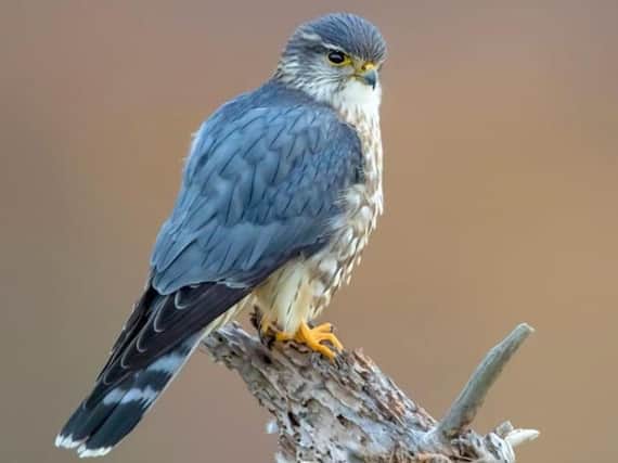 Merlin (Falco columbarius) are the UKs smallest falcon.