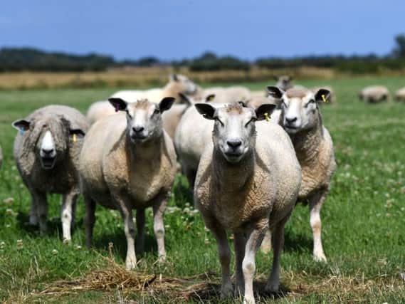 Outbreaks of Foot and Mouth disease in 2001 and bluetongue virus in 2007 caused major bans on livestock movements. Picture by Jonathan Gawthorpe.