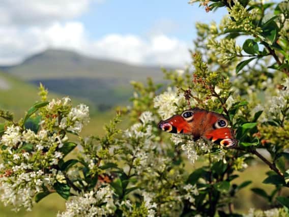 This week's Picture Post shows a colourful Peacock butterfly close to Ingleborough.

Technical details: Shot on a Nikon D3s camera, 24-70mm lens with an exposure of 1/320th @f11, 400ISO. Photo: Tony Johnson
