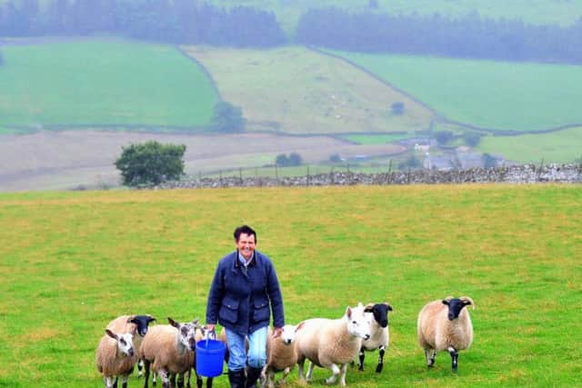 Ruth Guy with her show team going to Reeth Show, which includes Blue Faced Leicesters, Scotch Blackface and North Cheviot sheep. Picture by Gary Longbottom.