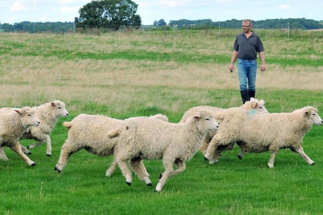 Andrew Percy with some of his flock of Romney ewes at Springhill farm near Jervaulx. Picture by Gary Longbottom.