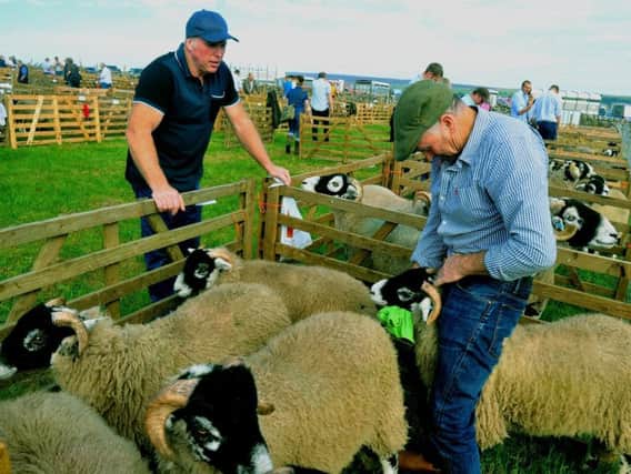 Making sure the Swaledale sheep look their best ready for judging  at  Wensleydale Show .