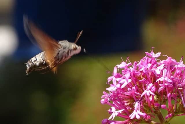 Hummingbird hawk moth pictured on the North Yorkshire Coast.