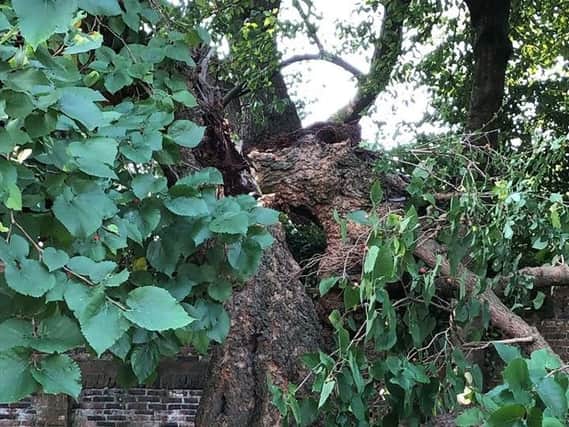 The right-side of the 400-year-old tree has collapsed
Picture: Lynne Broom