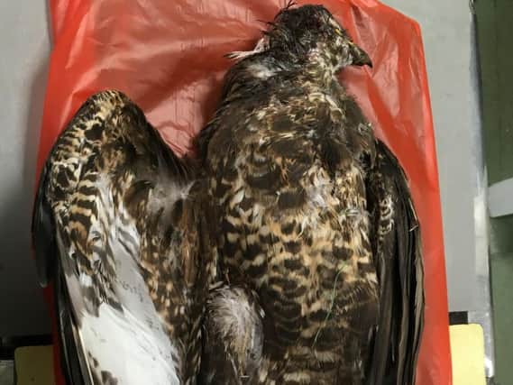 A Buzzard shot and killed in North Yorkshire.