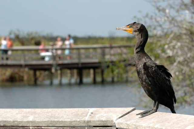 Cormorants are unpopular with anglers.