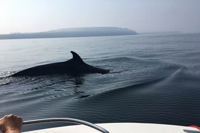 Minke whale off the coast near Runwick Bay and Staithes

Sue Coverdale