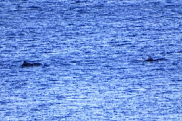 Dolphins in the water at Runswick Bay. David Clay