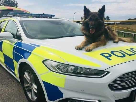 South Yorkshire Police dog Bear.