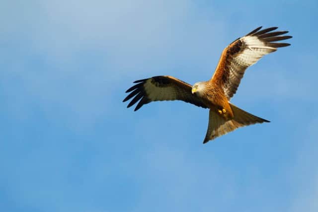 A red kite. Photo: RSPB