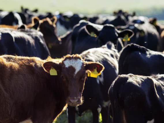 Beef prices have been falling for the last 12 weeks. Picture by Adobe Stock/Eddie Cloud.
