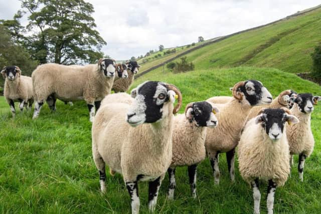The Porter family run a flock of 1,200-1,300 Swaledale breeding ewes. Picture by Bruce Rollinson.